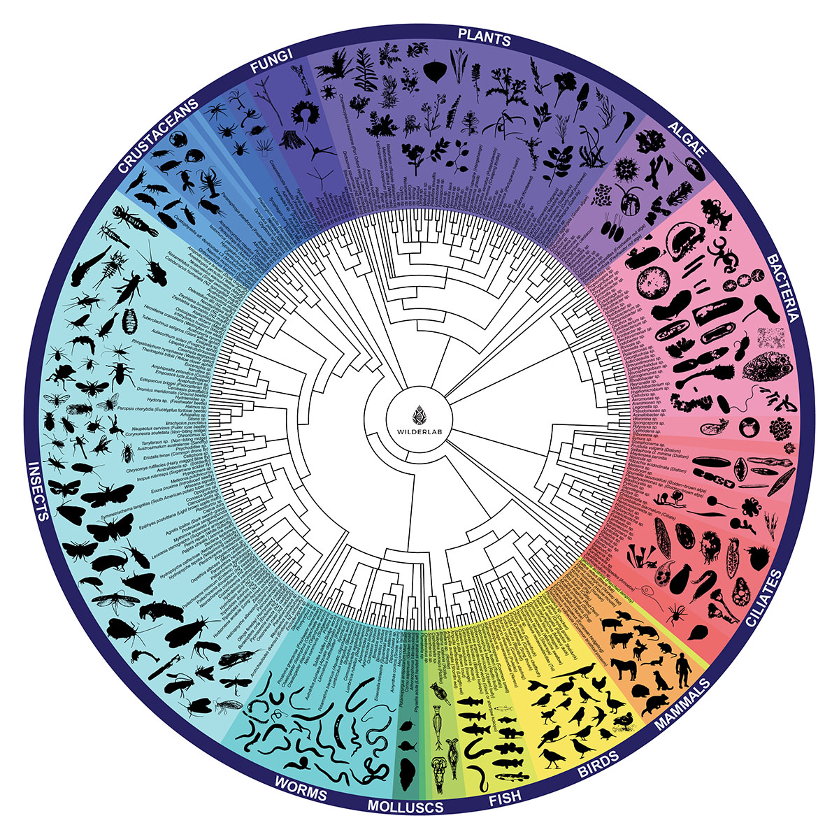 Sample eDNA wheel of life graphic showing lamprey DNA present